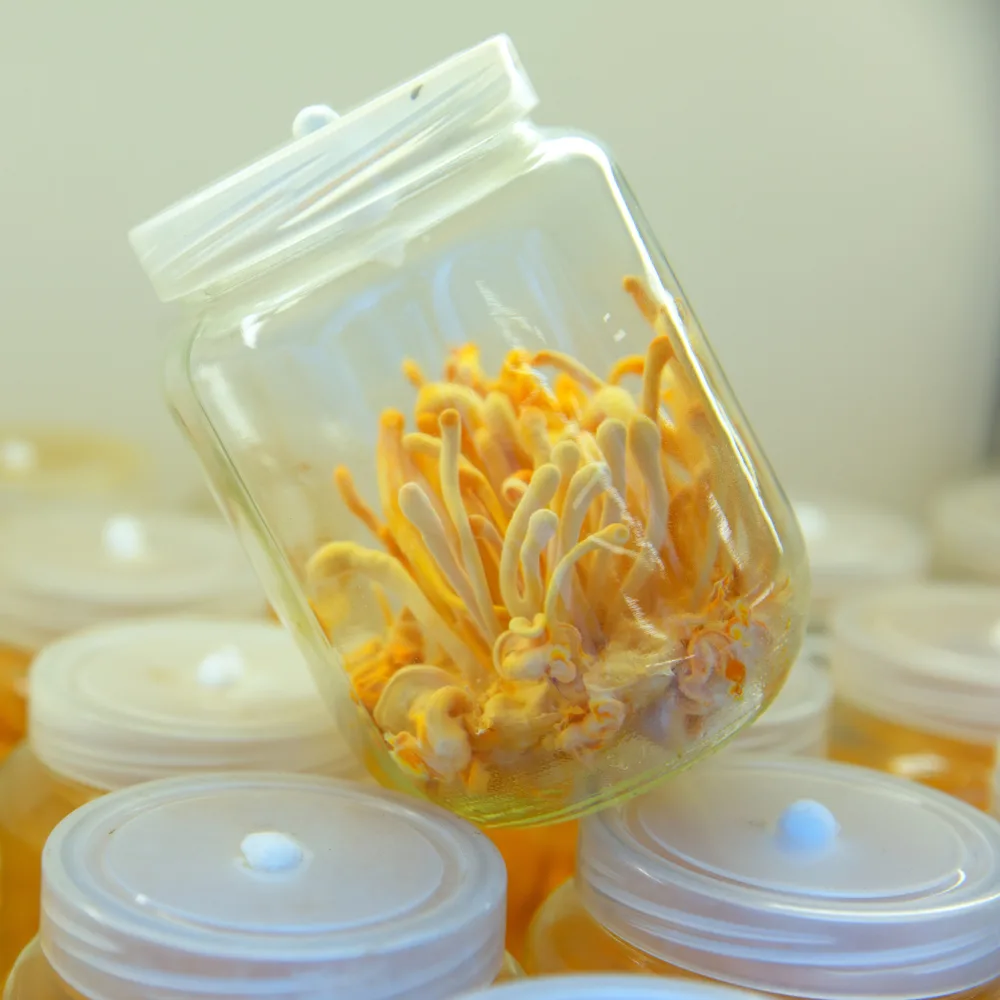 custom treat jars