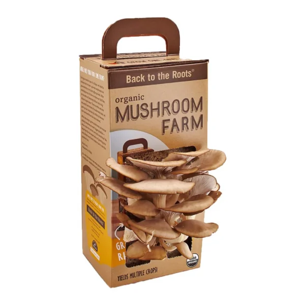 Custom Mushroom Packaging Boxes